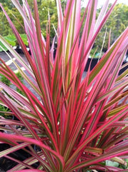 Dracaena Tricolour Sydney's Plant Market